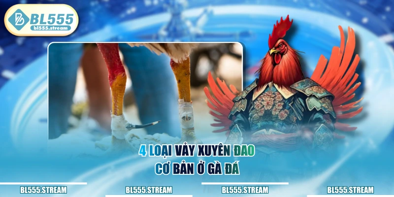 4 loại vảy xuyên đao cơ bản ở gà đá