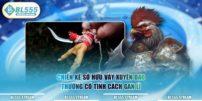 Chiến kê sở hữu vảy xuyên đao thường có tính cách gan lì
