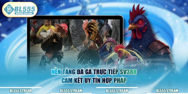 Nền tảng đá gà trực tiếp SV388 cam kết uy tín hợp pháp