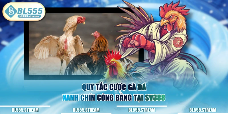 Quy tắc cược gà đá xanh chín công bằng tại SV388