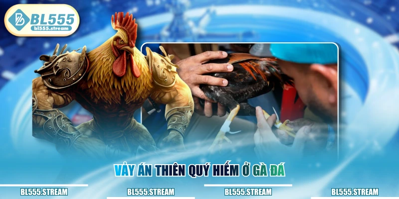 Vảy án thiên quý hiếm ở gà đá